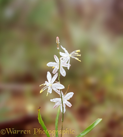 Chlorophytum flower.  South Africa