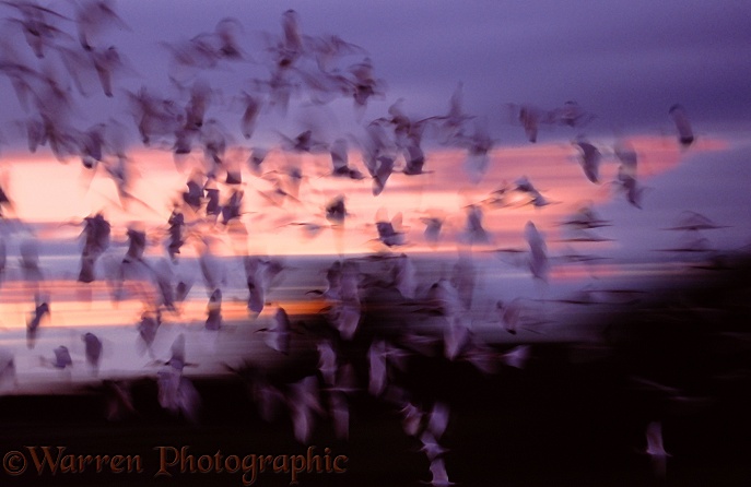 White Ibis (Eudocimus albus) flock at dusk