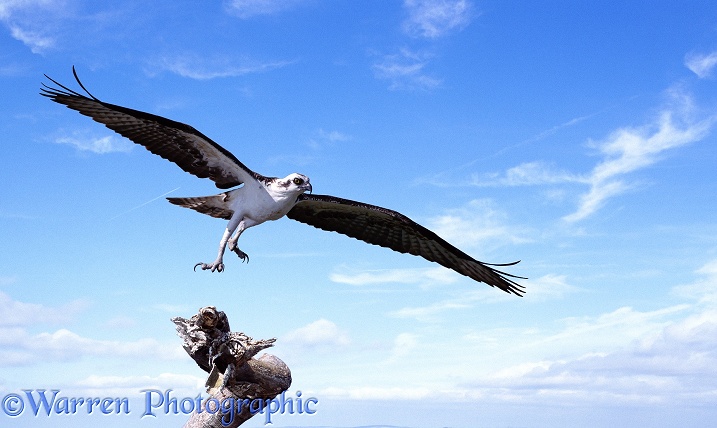 Osprey (Pandion haliaetus) taking off
