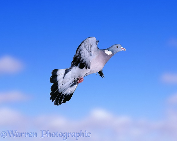 Wood Pigeon (Columba palumbus) taking off.  Europe