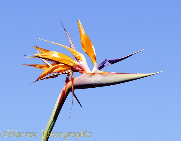 Bird of Paradise Flower (Strelitzia reginae)