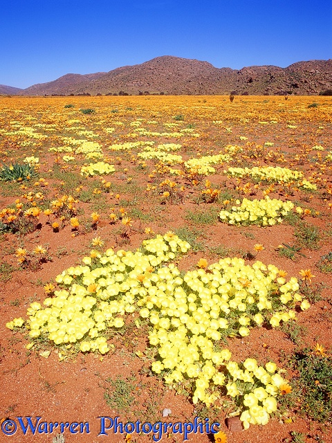 Grielum humifusum [Afrikaans: Pietsnot] (yellow) and Namaqualand Daisies (Dimorphotheca sinuata) (orange).  South Africa
