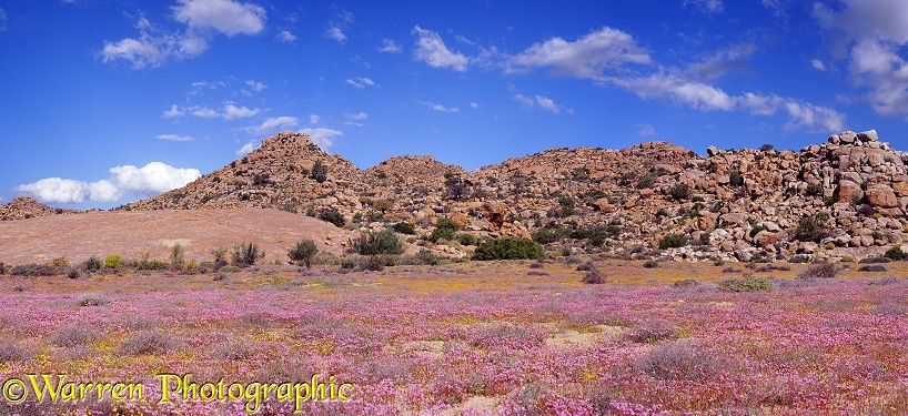 Desert in bloom. Senecio species.  South Africa