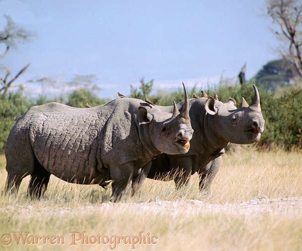 Black Rhinoceros (Diceros bicornis) with Red-billed Oxpeckers (Buphagus erythrorhynchus).  Africa