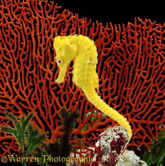 Golden Seahorse (Hippocampus kuda)