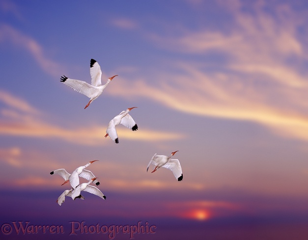 White Ibis (Eudocimus albus) flying against setting sun.  Americas