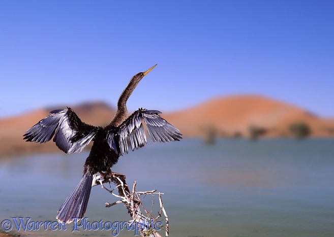 Anhinga (Anhinga anhinga) drying its wings and warming itself after fishing