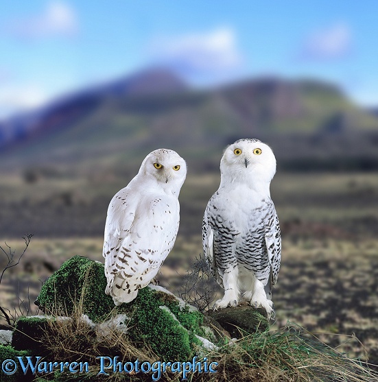 Snowy Owl (Nyctea scandiaca) pair.  Arctic