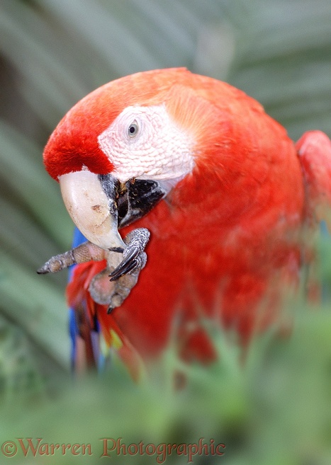Scarlet Macaw (Ara macao).  Central & South America