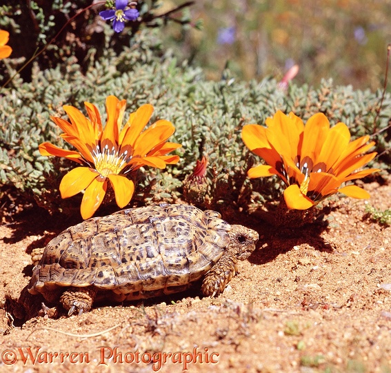 Speckled Padloper Tortoise (Homopus signatus).  South Africa