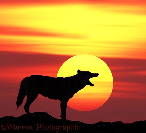 Grey Wolf (Canis lupus) howling at sunset