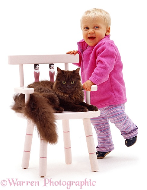 Siena and Chocolate Persian-cross female cat Chloe, 6 months old, on a pink child's chair, white background