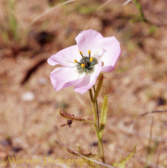Sundew (Drosera cistifola) flower [Afrikaans: Snotrosie].  South Africa