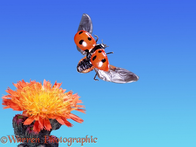 Seven-spot Ladybird (Coccinella 7-punctata) taking off from Orange Hawkweed