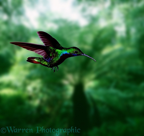 Black-throated Mango Hummingbird (Anthracothorax nigicollis) male hovering