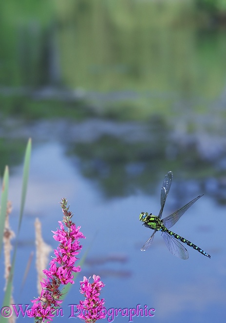 Southern Aeshna Dragonfly (Aeshna cyanea) male in flight