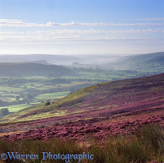 North York Moors.  Yorkshire, England