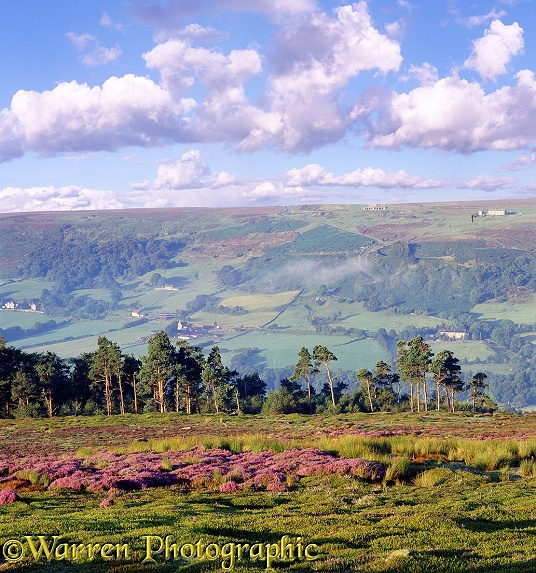 North York Moors.  Yorkshire, England