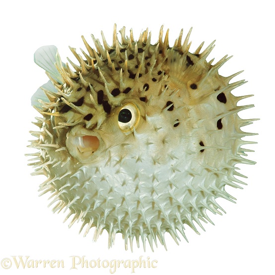Pufferfish (Diodon holacanthus), inflated in self-defence, white background