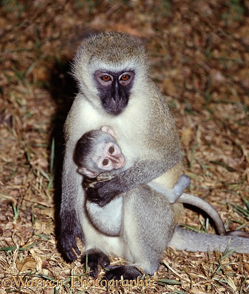 Vervet Monkey (Cercopithecus aethiops), mother and baby.  Africa