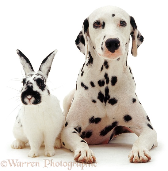 Dalmatian bitch Spot with spotted rabbit Womble, white background