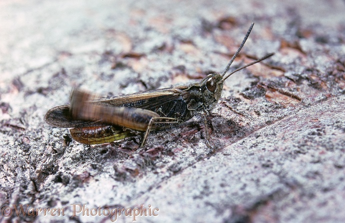 Field Grasshopper (Chorthippus brunneus) male, stridulating
