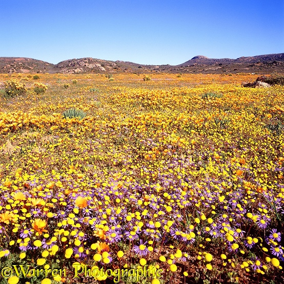 Desert flowers.  South Africa