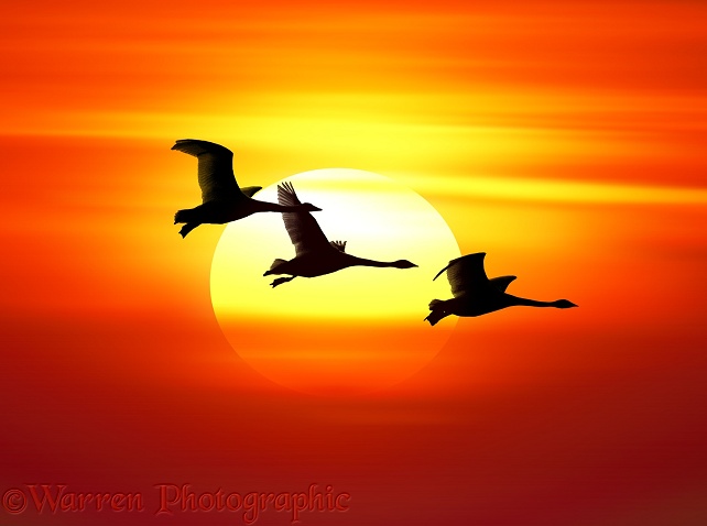 Whooper Swans (Cygnus cygnus) at sunset