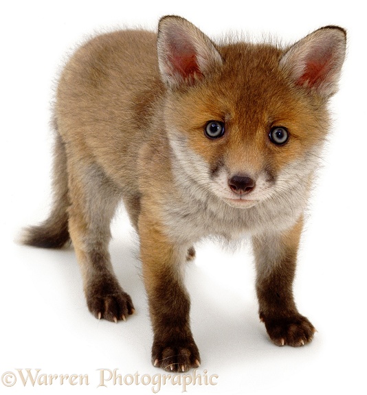 Fox (Vulpes vulpes) cub, 5 weeks old, white background