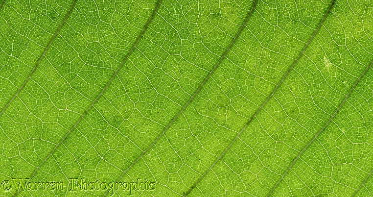 Sweet Chestnut (Castanea sativa) leaf detail