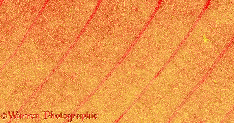 Sweet Chestnut (Castanea sativa) leaf detail