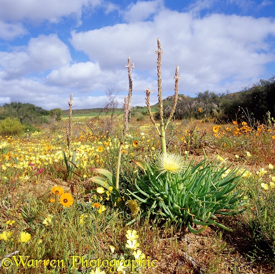 Herrea elongata [Afrikaans: varkiesknol] (yellow succulent) and Trachyandra falcata [Afrikaans: hotnotskool] (tall flowers).  South Africa