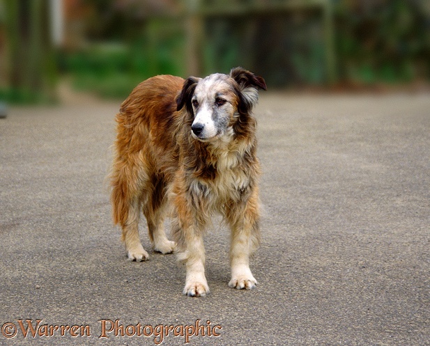 Elderly Border Collie dog, Jasper, standing