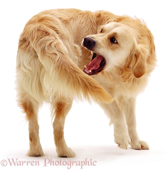 Golden Retriever dog Jez about to catch his tail, white background