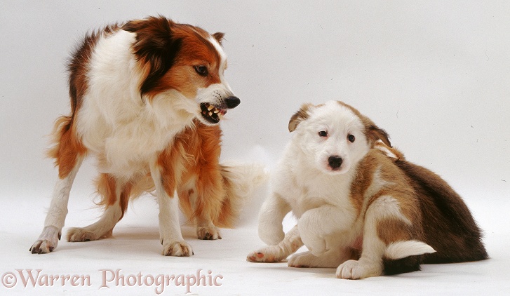 Border Collie, Lark, snarling at pup, Sheba, white background
