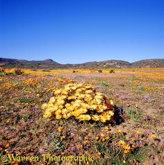 Osteospermum grandiflorum flowers.  Southern Africa