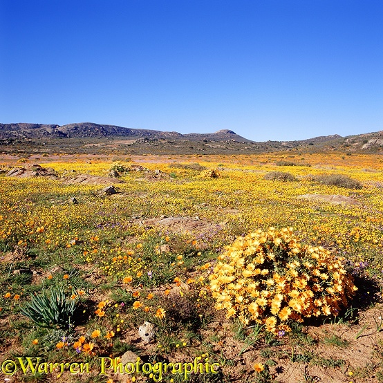 Osteospermum grandiflorum flowers.  Southern Africa