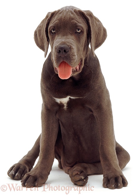 Blue Italian Mastiff, Merlin, 12 weeks old, sitting with tongue out, white background