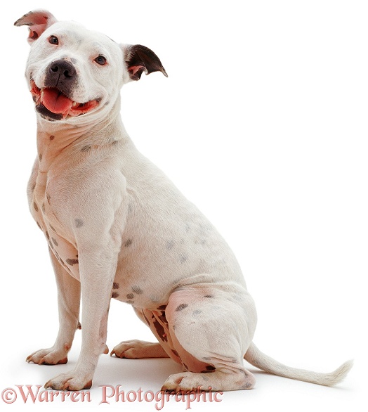 Staffordshire Bull Terrier, Cassie, white background