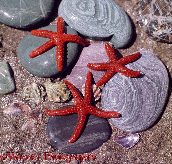 Bloody Henry Starfish (Henricia sanguinolenta).  West Indies
