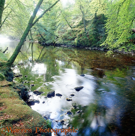 Woodland river.  Scotland