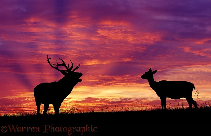 Red Deer (Cervus elaphus) male, calling, at sunset