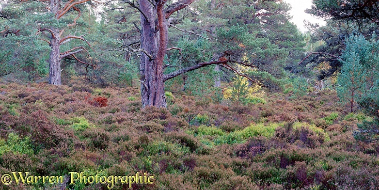 Caledonian forest.  Cairngorm, Scotland