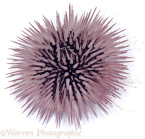 Sea urchin, white background