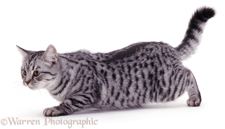 Silver-spotted female cat Aster stalking and about to pounce, white background