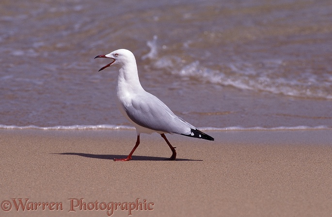 Silver Gull (Larus novaehollandiae), calling.  Australia