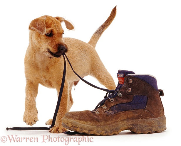 Terrier puppy, Winston, playing with a shoe, white background