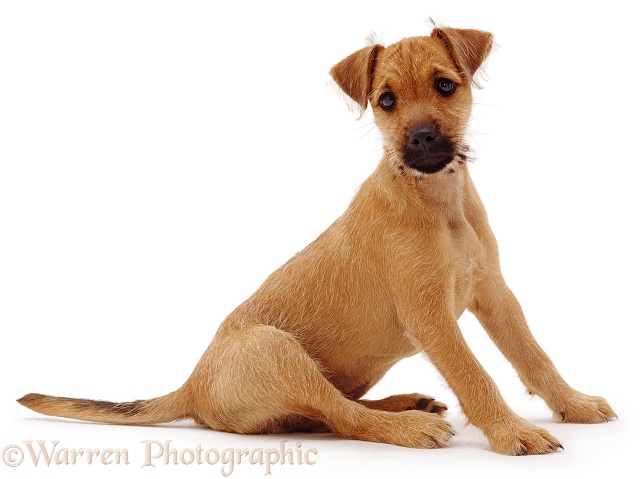 Terrier puppy, Winston, sitting, white background