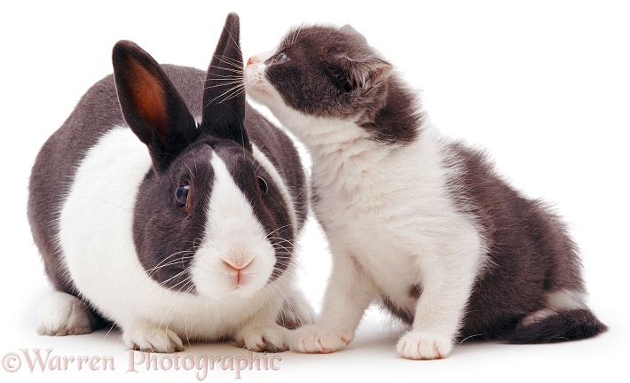 Blue Dutch rabbit and matching kitten, white background