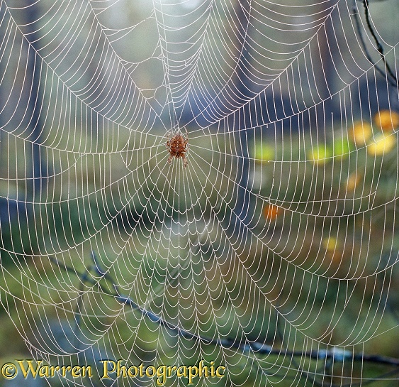 Garden Spider in dewy web.  Finland